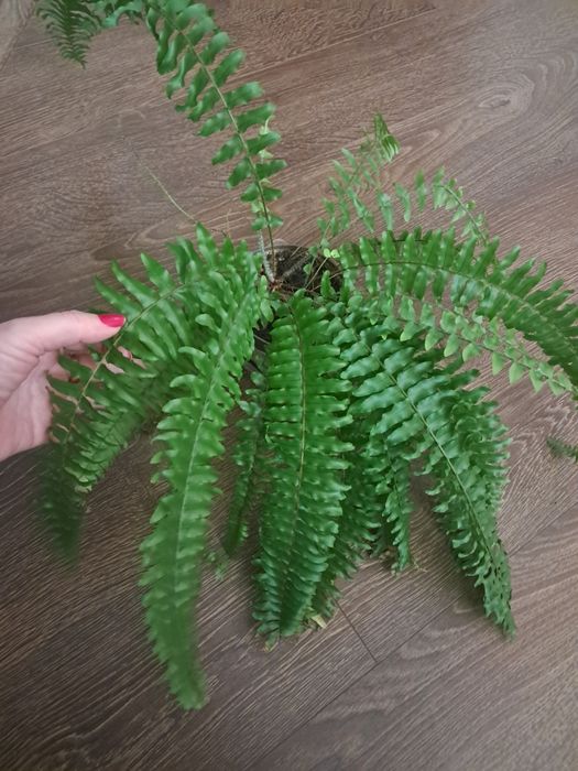 Папоротник комнатный