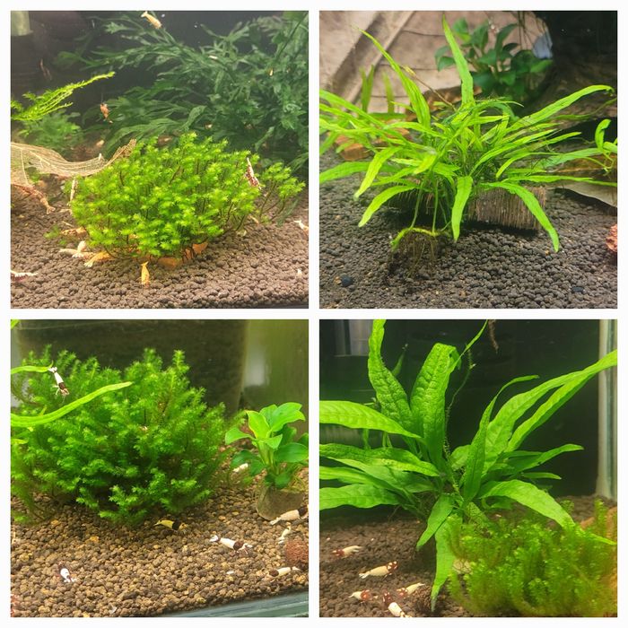 Rośliny, bucki, mchy