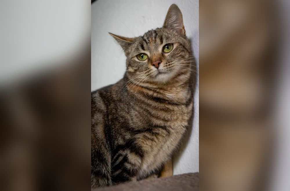 Kochana kotka marzy do domku!