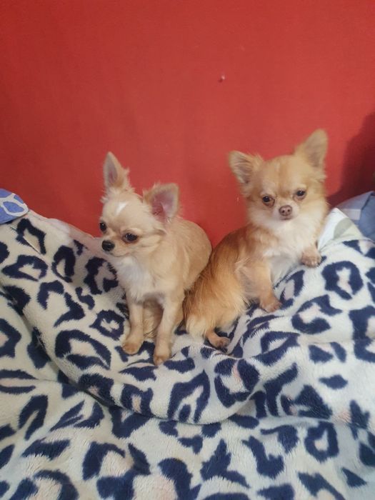 Два малчишки чишки