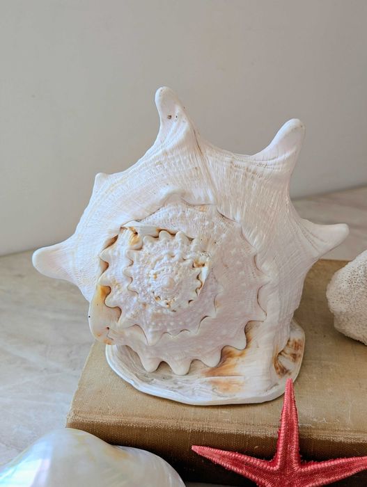 Duża muszla Cassis cornuta