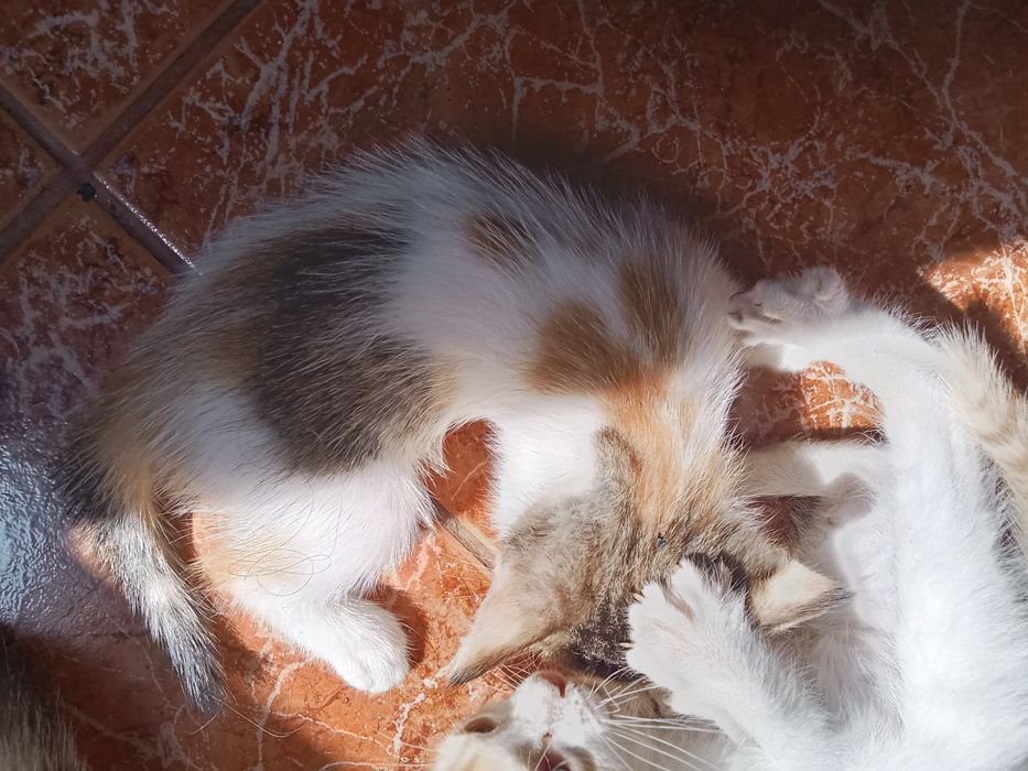 Gatinhos bebés para adoção responsável  e carinho