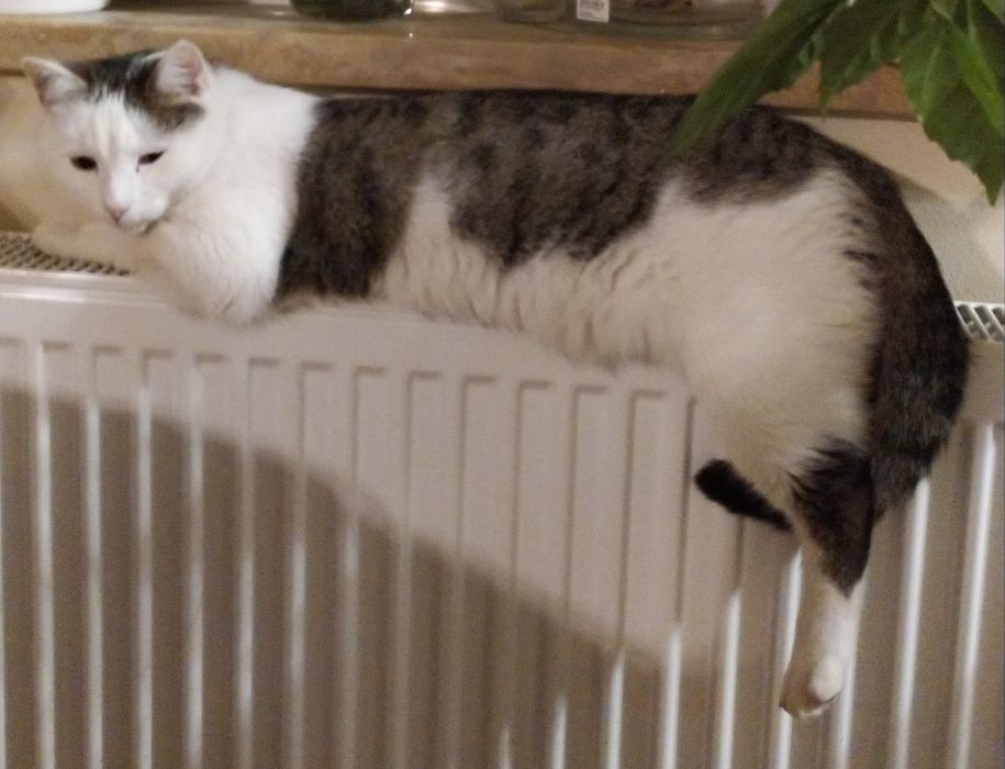 Poszukiwany  kot Maniek