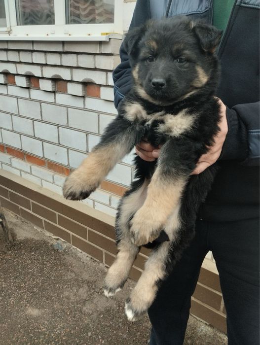 Продам цуценят Німецької вівчарки