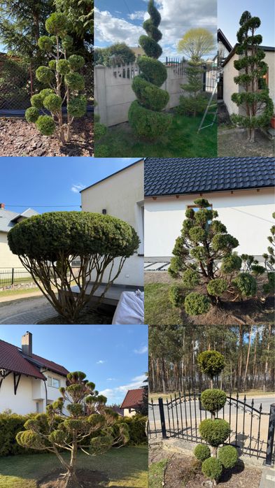 Usługi ogrodnicze Pielęgnacja ogrodu Formowanie krzewów