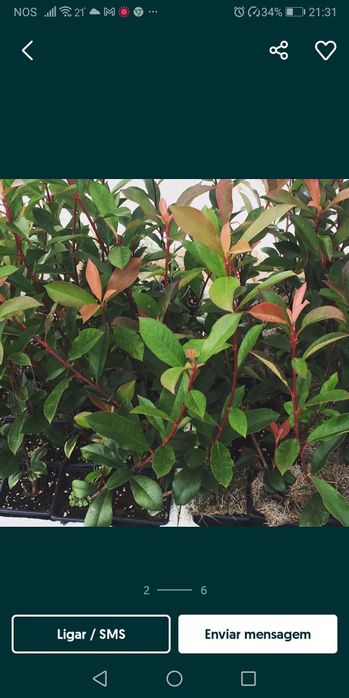 Photinia fraseri