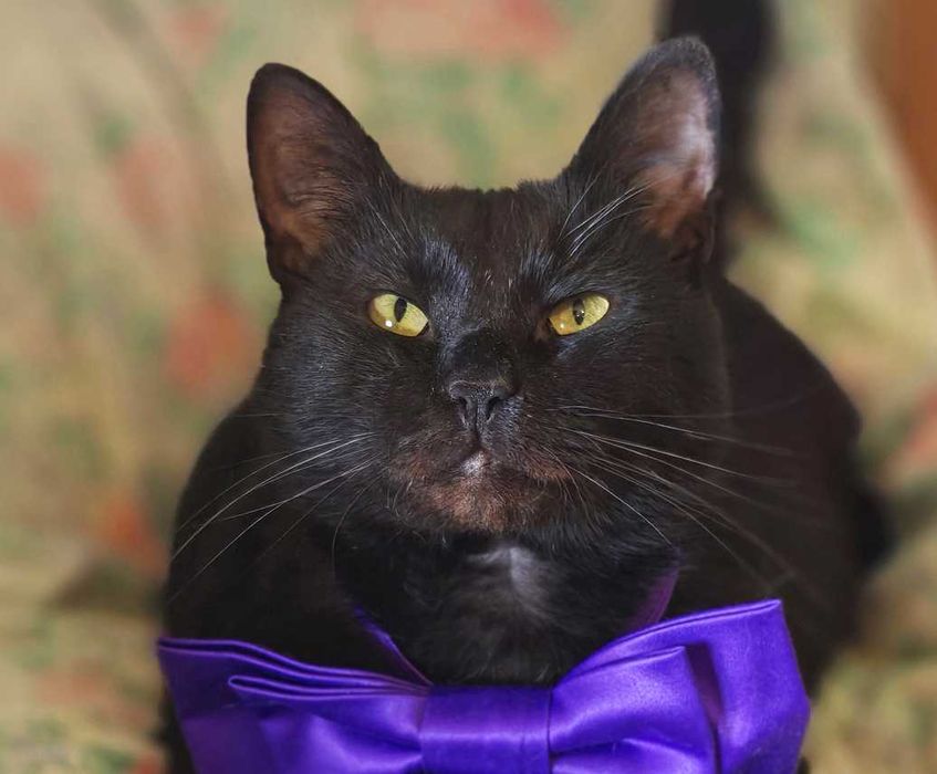 Ласкавий, ніжний котик Матюша чорного окрасу (2 роки). Кастров. Кот