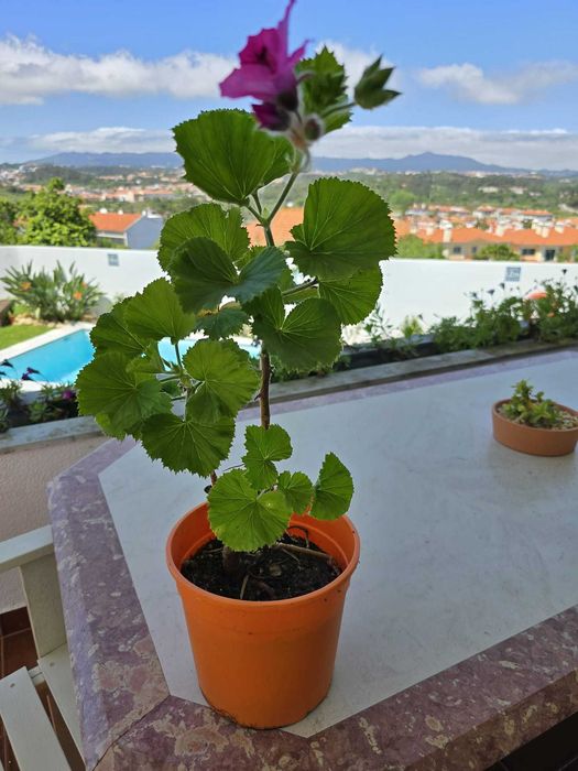 Sardinheira com flor rosa