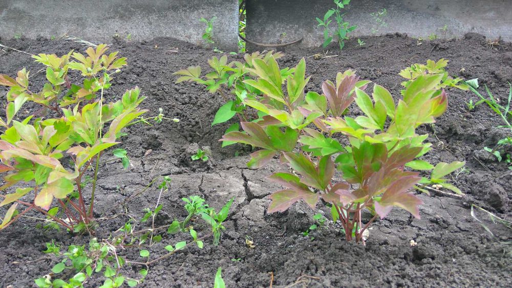 Древовидный пион, спирея. ирисы