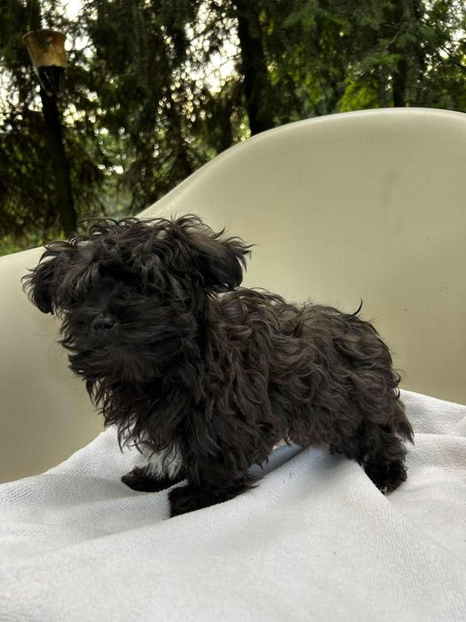 Irokez piesek rasy Russkaya Tsvetnaya Bolonka