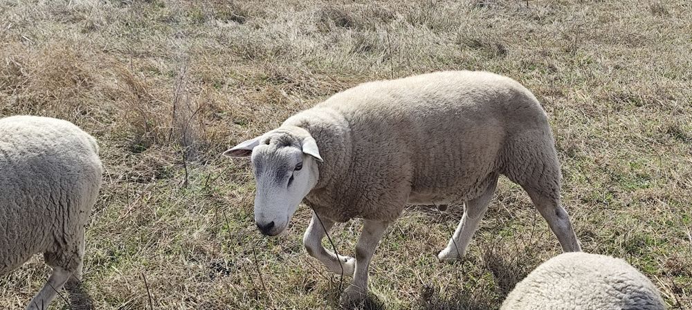 Carneiro raça Texel