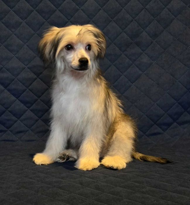 Chiński grzywacz ZkwP