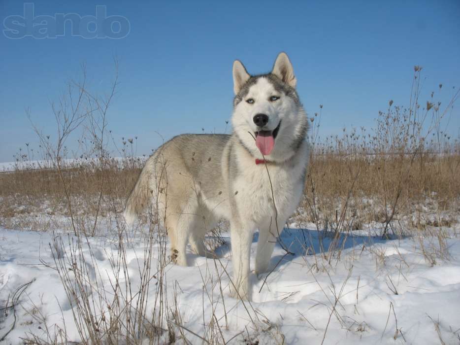 Кобель Хаски приглашает на вязку