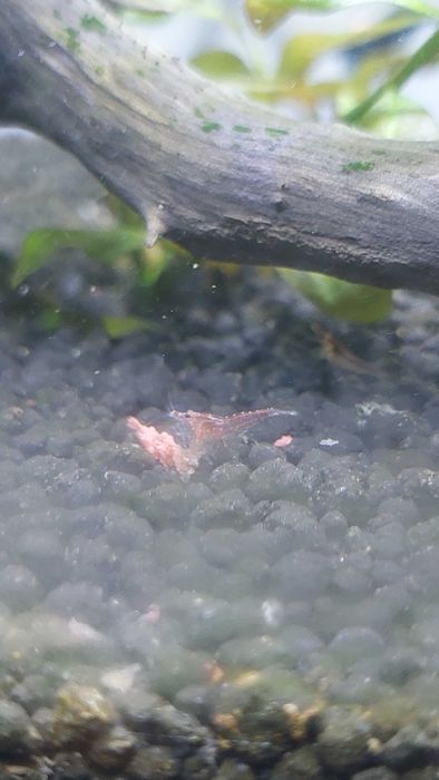 Camarões Red Cherry/Blue Dream - Low Grade