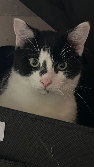 Котята бесплатно