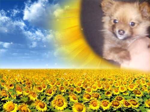 Продам щенка шпіца померанского