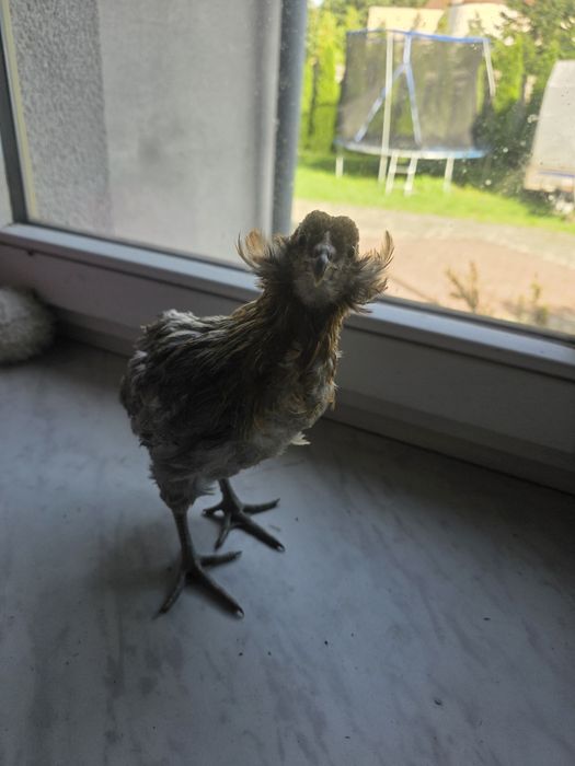 Kury rosy kury silki kury araukany pisklaki araukany