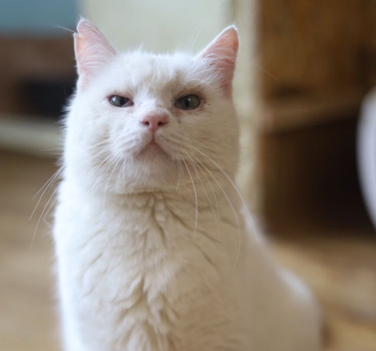 Брутальный котик Белый, 3 года