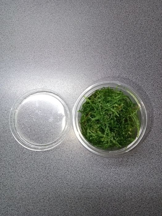 Java Moss, mech jawajski, kubek 100ml