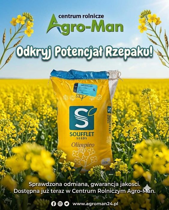 Rzepak ozimy ESTELIA F1 nasiona rzepaku Soufflet