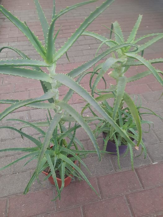 Aloesy 70/80cm 3-letnie