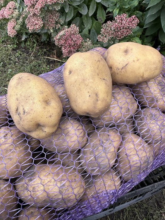 Продам жовту картоплю