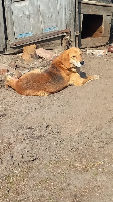 Продас вижця російський гончий