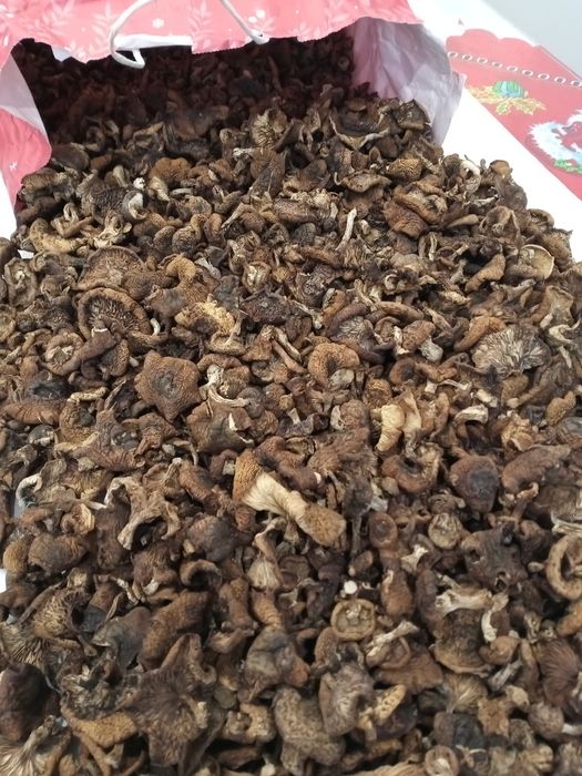 Dobrze wysuszone grzyby opieńki