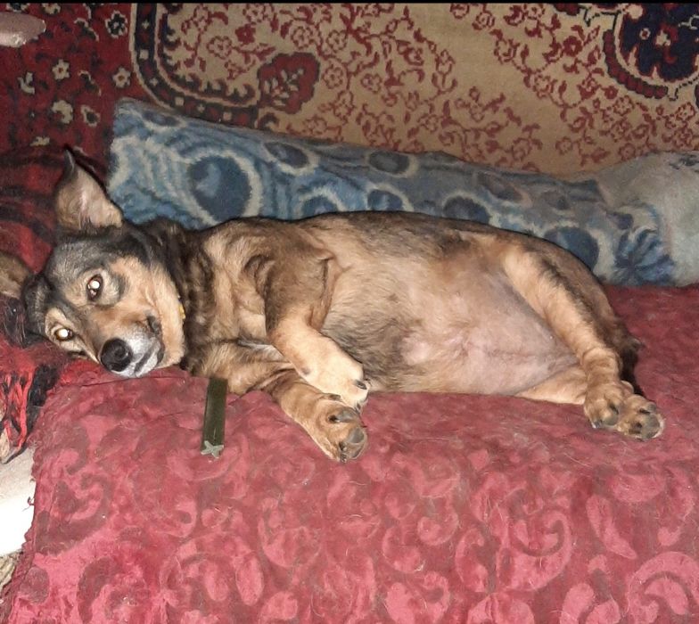 Нужна помощь для животных