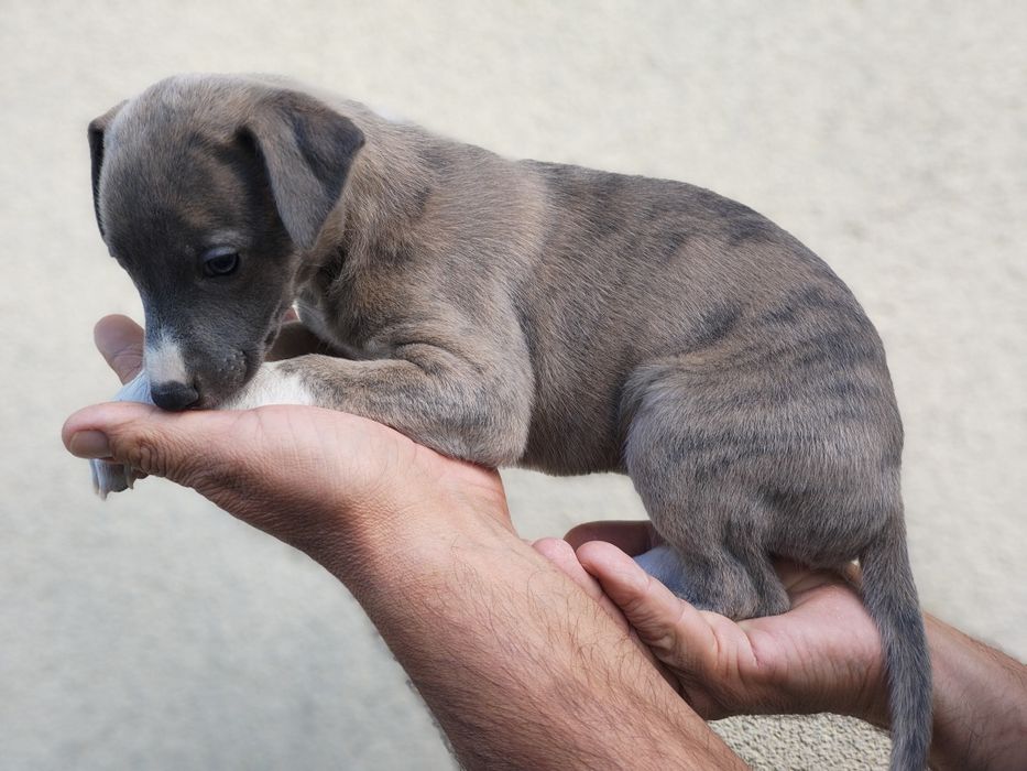 Whippet szczeniak.
