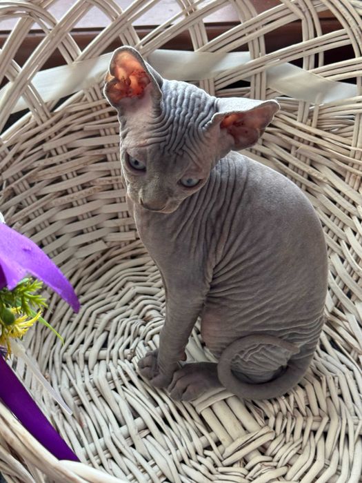 Тем хто цінує красу