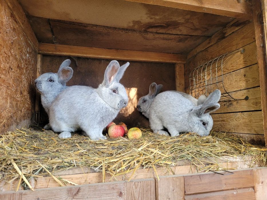 Wjs Wielki Jasno Srebrzysty samce