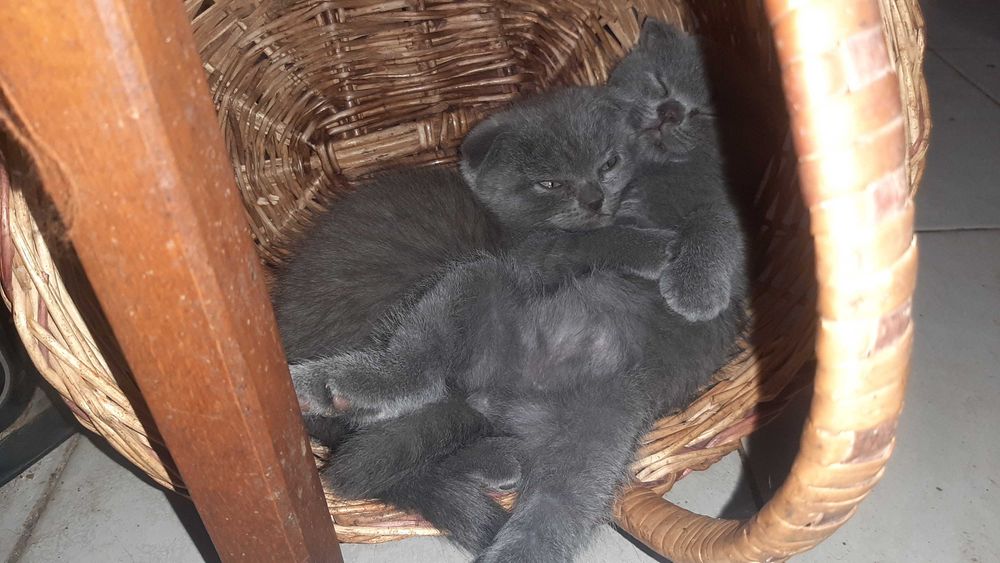 Шотландские котята