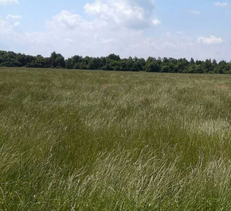 Насіння суміш трав від виробника, сінокісна, кормова, газонна,ремонтна