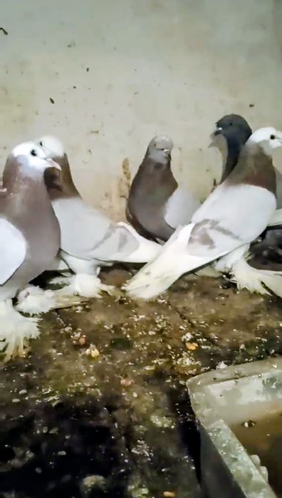 Продам домашні кури!