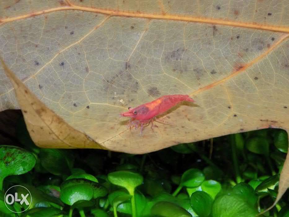 Креветка вишня (Neocaridina davidi var. red)