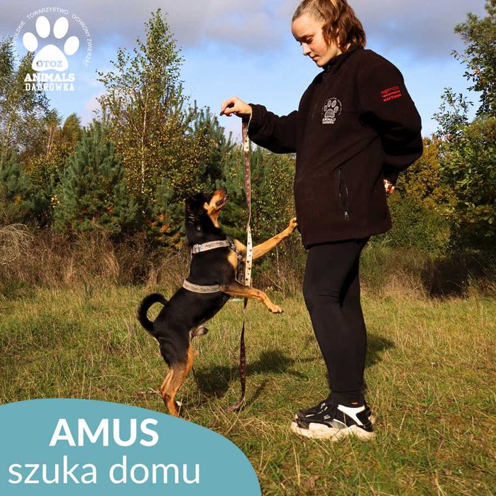 Amus szuka domu!