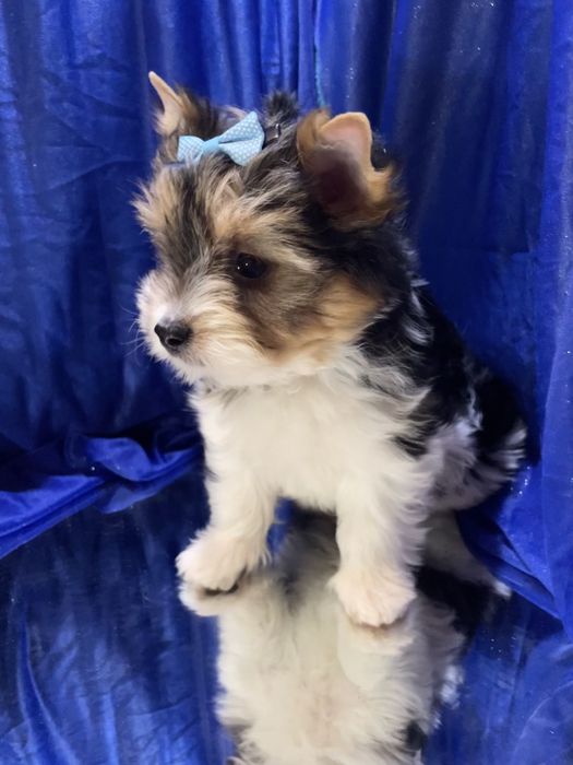 Бівер йорк цуцики, краса породи