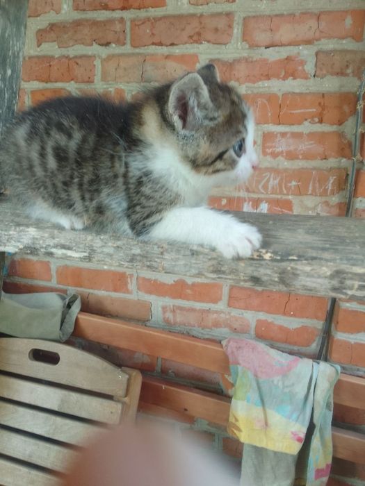 Кошенята в хороші руки