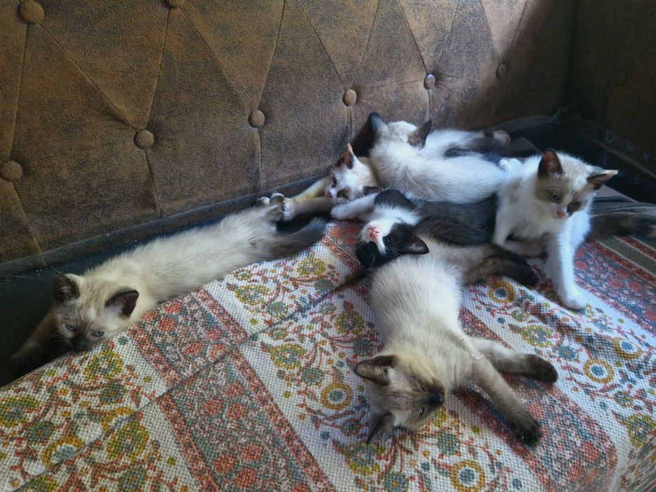 Gatinhos para adoção responsável