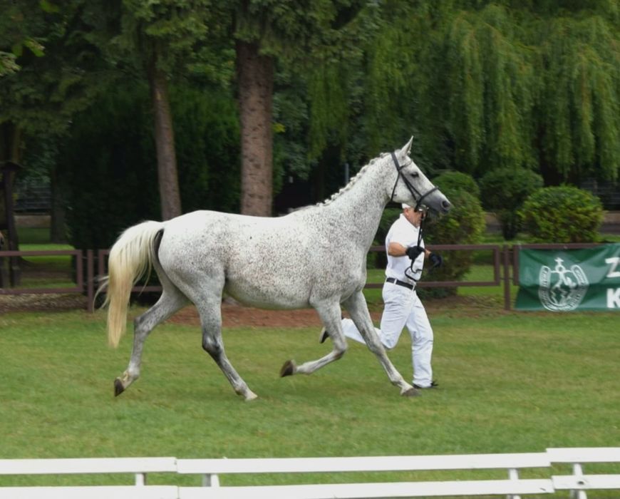 12-letnia klacz Astera