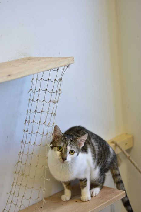 Fiołek - młody, energiczny koci odkrywca do adopcji!