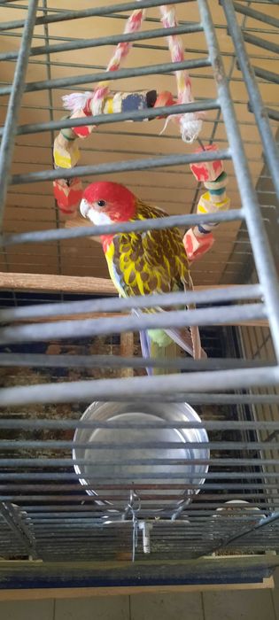 rosela macho manso a cantar