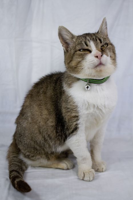 Маруся шукає дім.