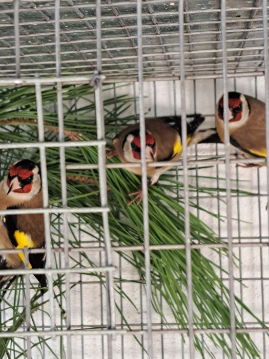 Aves diversas disponíveis