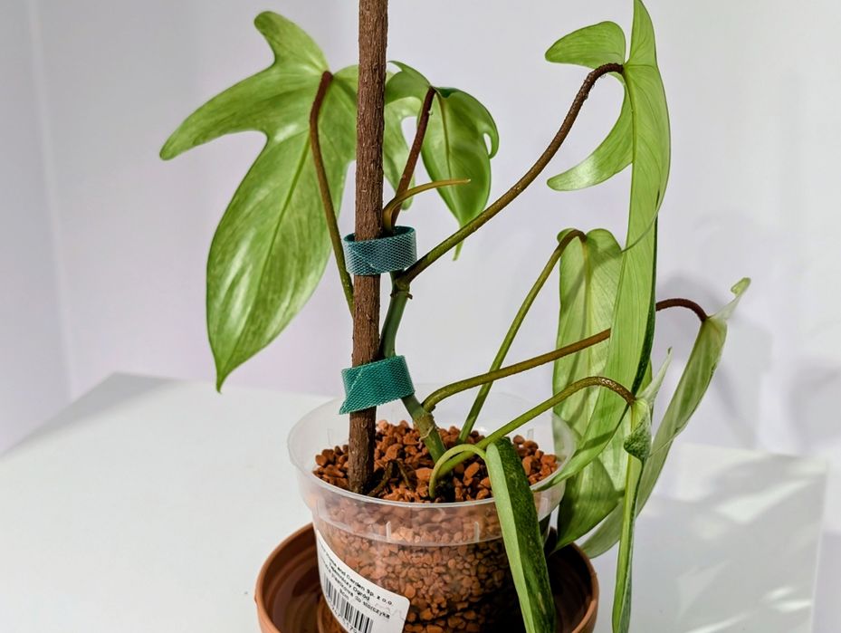 Filodendron Florida ghost philodendron