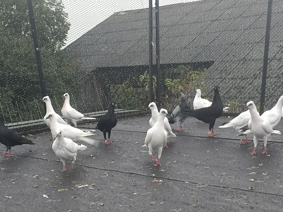 Zamienię gołębie