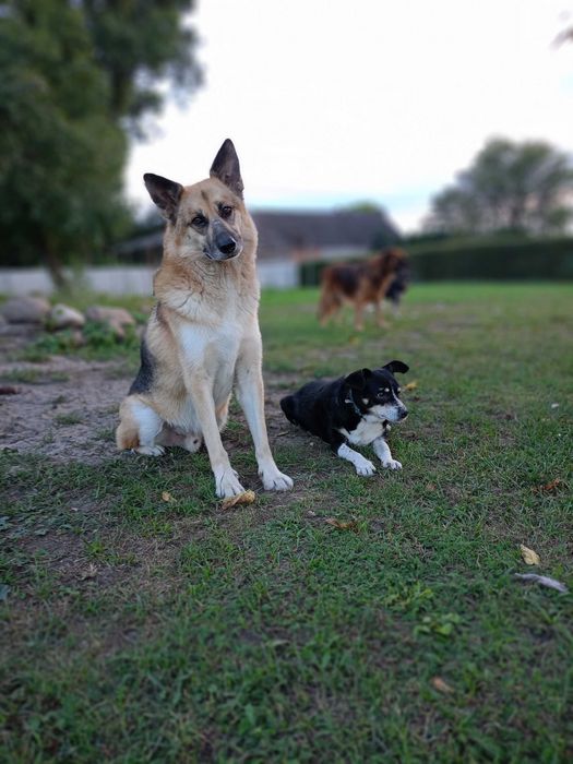 Nierozłączni przyjaciele