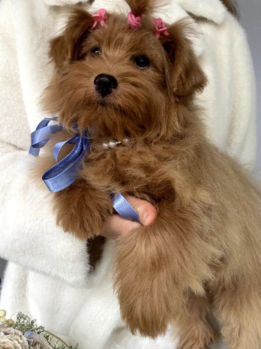 Помапу — Дівчатка-пухнастики з міжнародним паспортом