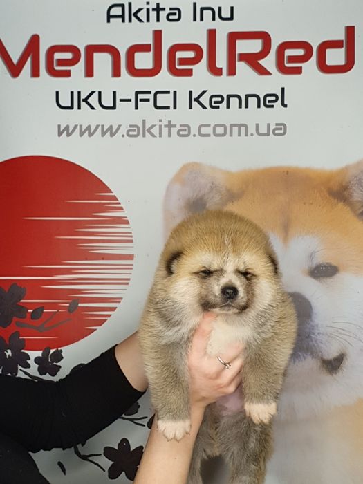 Щенки акита ину, японская акита